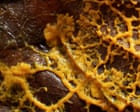 ‘This is dangerous’: slime moulds and the bitter debate over the nature of intelligence