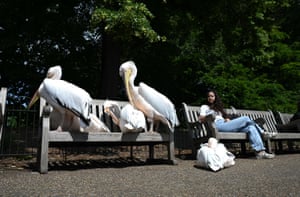 Pelicans perch on benches in a park