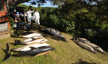 Why towing stranded whales and dolphins back out to sea doesn't always work