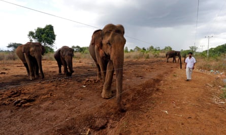 An electric fence separates elephants and humans at the Udawalawe wildlife sanctuary, Sri Lanka.