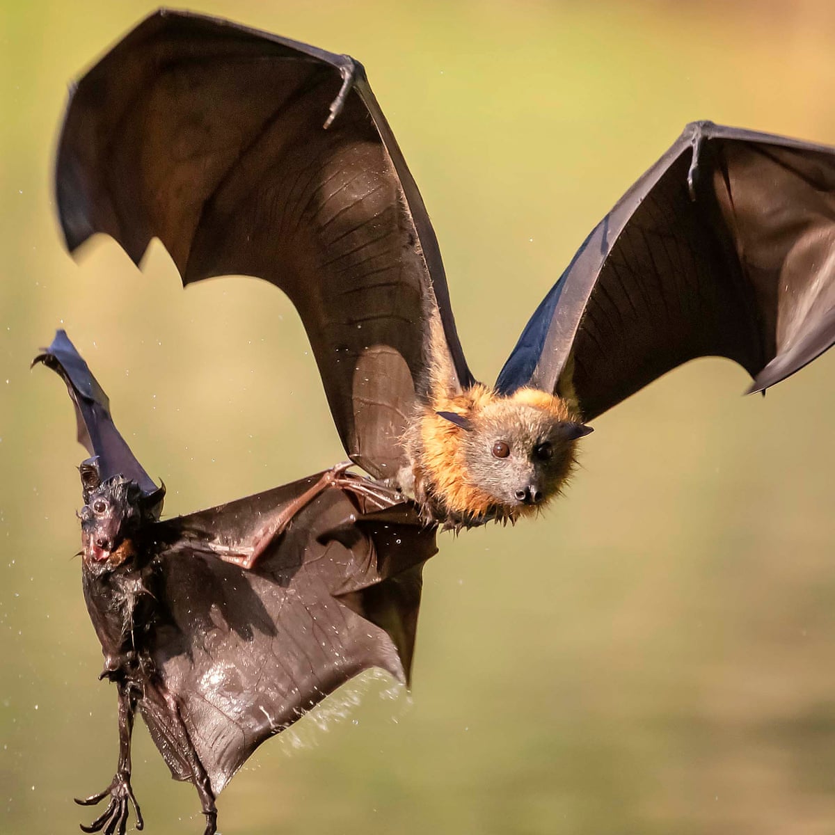 presidente Capataz puramente difference between bats and flying foxes