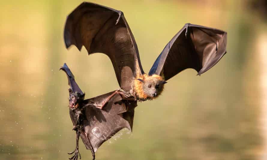 Grey-headed flying foxes flying above a river