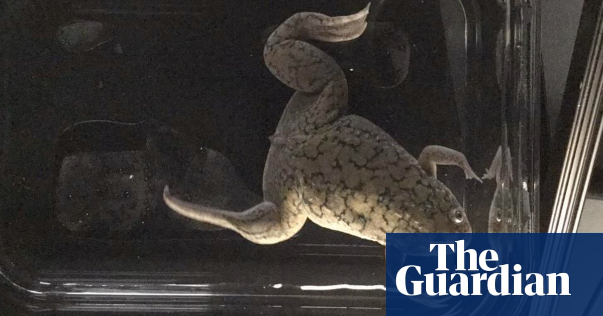 Frog regrows amputated leg after drug treatment