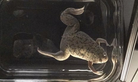 The African clawed frog’s leg start regrowing after just 24 hours of drug treatment. 