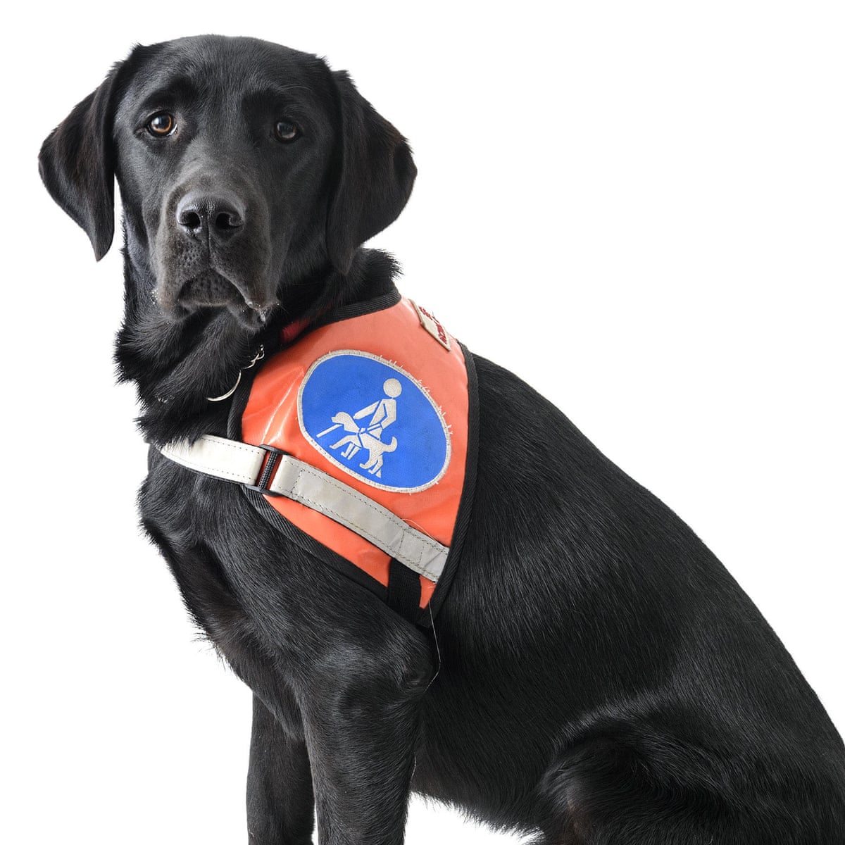 emotional support animal certification letter animal hd wallpapers