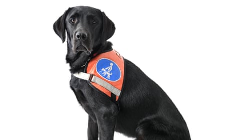 Good dog: a real service dog at your service.