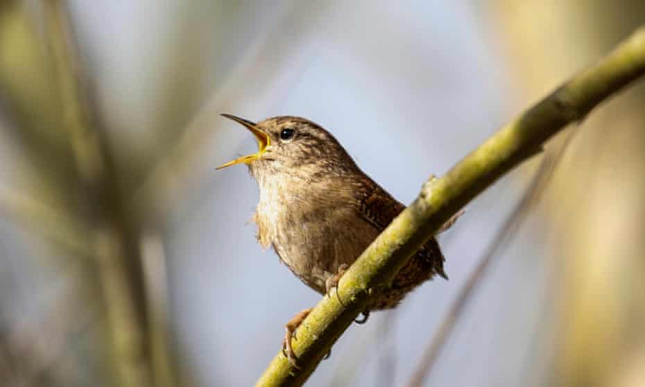 A wren