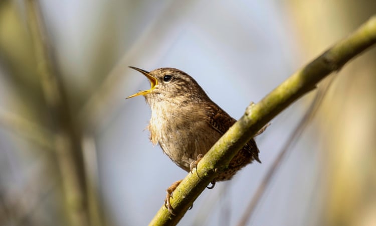 Winter feeding gamebirds can boost nesting numbers of songbirds the following spring