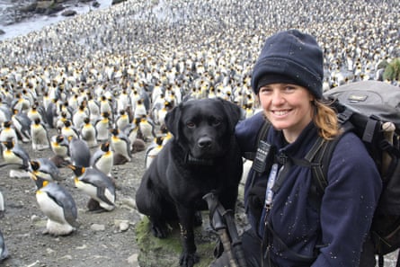 Melissa Houghton and her labrador Wags among the island’s penguins.