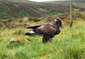Beaky, a águia dourada da Escócia.