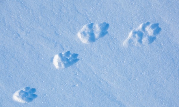 Rabbit Tracks Identification