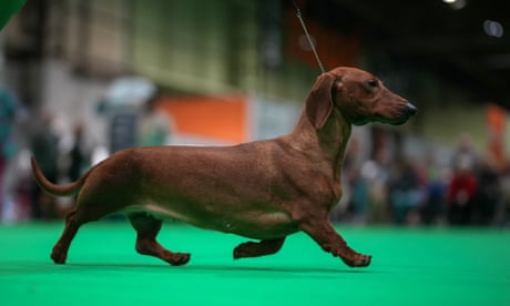 Digested week: Germany has the right idea on dachshunds. Dogs should be cuddly | Lucy Mangan
