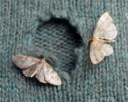 Moths on Wool Sweater