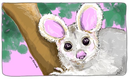 Greater Glider