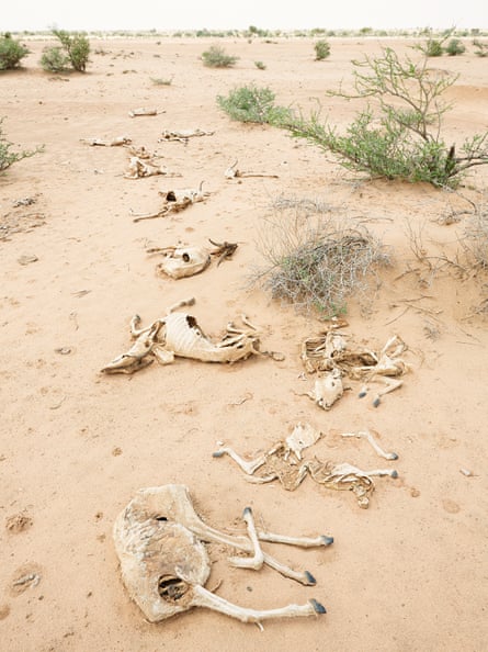 Dead animals near Kalawleh, Somaliland