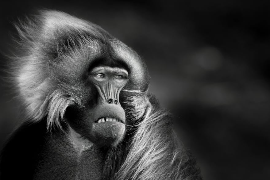 Photo of monkey