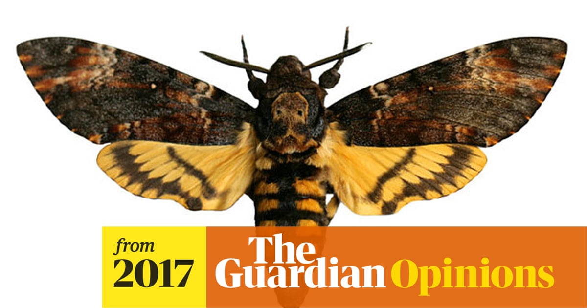 I released a death's-head hawkmoth into the wild. I'm sorry, Patrick  Barkham