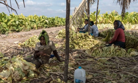 tobacco worker Tobacco: activist investors pressure £20bn companies over child labour | Tobacco industry tobacco worker Tobacco: activist investors pressure £20bn companies over child labour | Tobacco industry