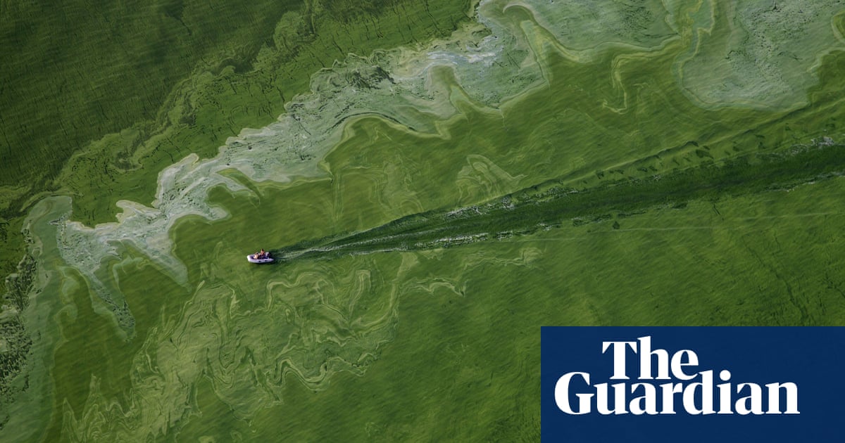 Slimy lakes and dead dogs: climate crisis has brought the season of toxic algae - The Guardian