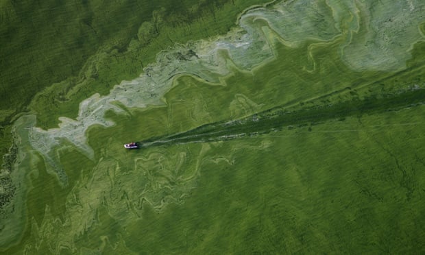 A boat crosses the algae bloom on Lake Erie near Toledo, Ohio.