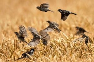 Starlings pick corn from a corn field in Wehrheim near Frankfurt, Germany