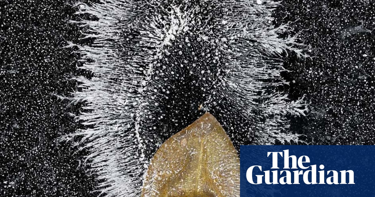 2020 GDT European wildlife photographer of the year – winners