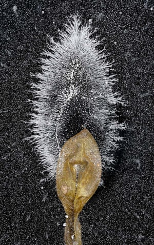 Plants and fungi category runner-up: Frosty Aura