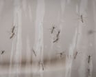 Debugging: Google requests permission to release 32m mosquitoes in California and Florida Company asks US government to release army of sterile male mosquitoes to lower number of illness-spreading bugsGoogle wants to stop bad bugs with good bugs, and its not talking about coding. The tech company has asked the US government for permission to release up to 32 million sterilized mosquitoes in California and Florida.As part of its successful Debug program, Google is tapping into its tech expertise to raise an army of sterile male mosquitoes to lower the number of illness-spreading bugs. Mosquitoes – the worlds deadliest animal – kill more people than any other creature in the world every year by spreading lethal diseases such as dengue, West Nile virus, Zika, chikungunya and malaria. Continue reading...