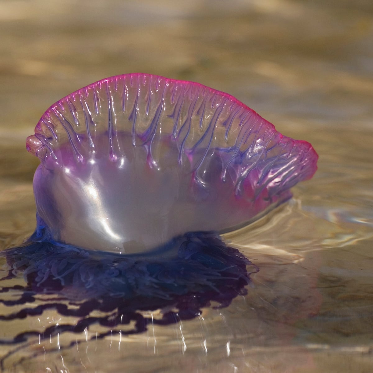 What Is The Best Antidote For A Jellyfish Sting Clue It S Not Urine Marine Life The Guardian What Is The Best Antidote For A Jellyfish Sting Clue It S Not Urine Marine Life The Guardian