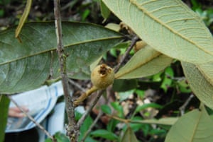 Myrcia ramiflora is one of 22 new species of Myrtaceae from the Mata Atlantica of Brazil