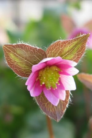 Hepatica acutiloba x nobilis ‘Cremar’