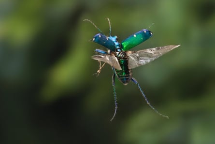 A blue and green insect springs upwards with outstretched wings
