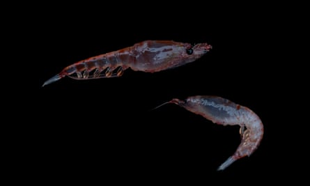 Krill (Euphausia superba)