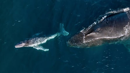 A humpback mother and calf at Kiama, Australia