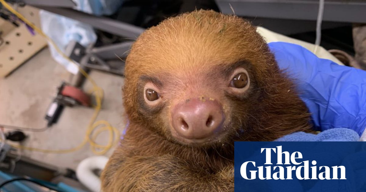 Sloth Apocalypse: Florida Cracks Down on 'Cold Stun' at Socialist Sloth Theme Park