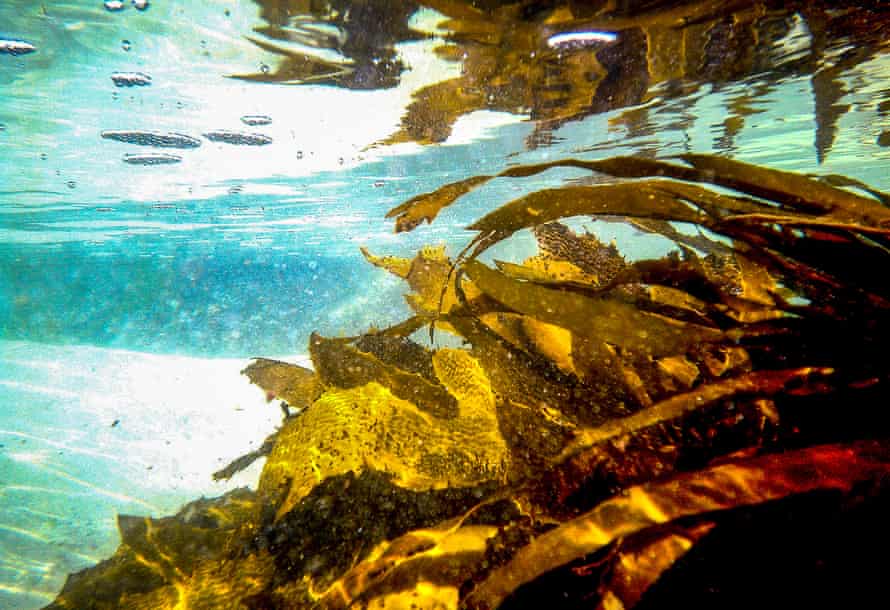Healthy kelp at Batemans marine park