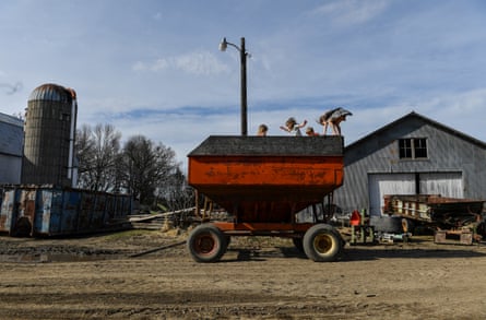 The Krocak kids, from left, Delaney, 2, Katie, 5, Daniel, 9, and Ella, 7, play on a gravity cart filled with corn, in Montgomery, Minnesota dairy farm, April 2019
