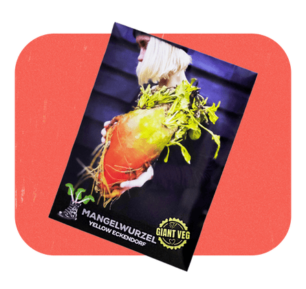 She Grows Veg Mangelwurzel Mamouth Red