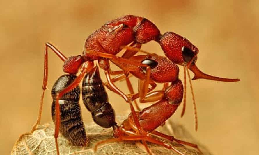 Indian jumping ants.