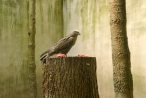 Bird Island