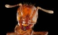 Red imported fire ant (Solenopsis invicta)