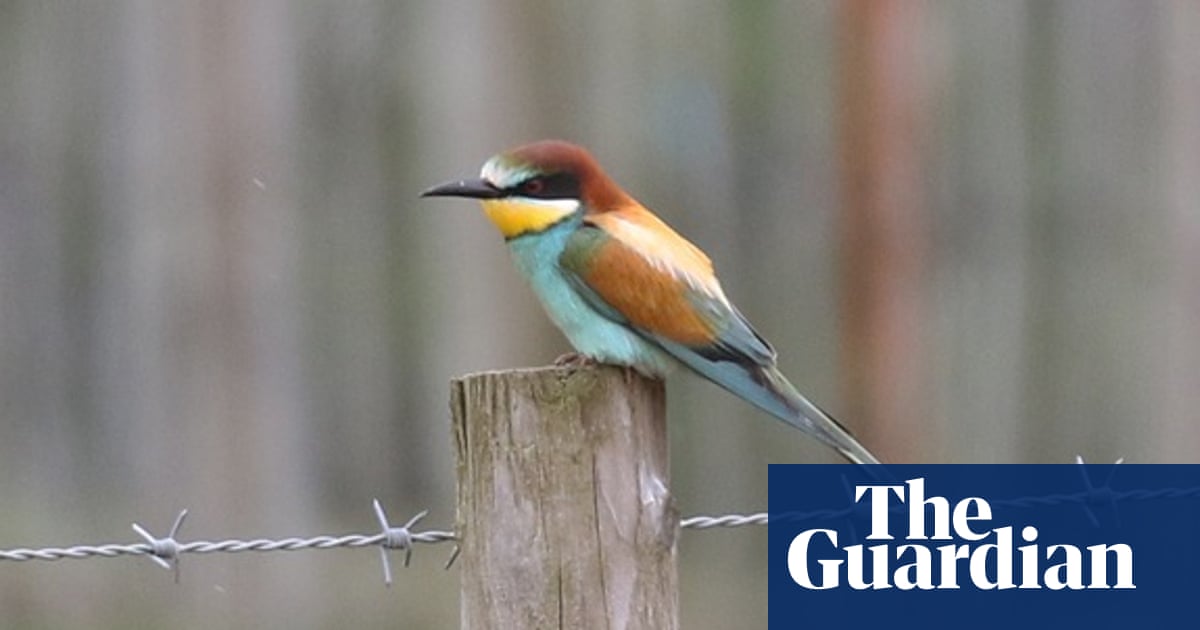 I Spy The Bee Eater Environment The Guardian