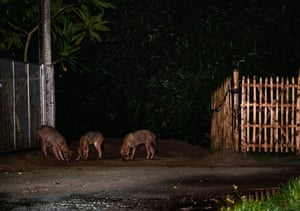 Um grupo de chacais dourados selvagens (canis aureus) sai das tocas inundadas à noite, após a chuva, para comer cupins sob um poste de luz à beira da estrada em Tehatta, Bengala Ocidental, Índia. O chacal dourado é a única espécie de chacal no subcontinente indiano