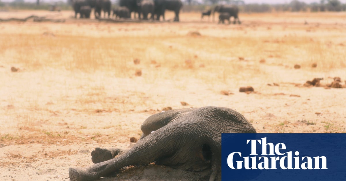 Elephants on the march across African borders as heat stress leads to fatalities