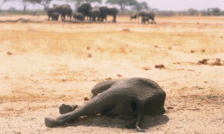 A dead elephant in the Hwange National Park, Zimbabwe