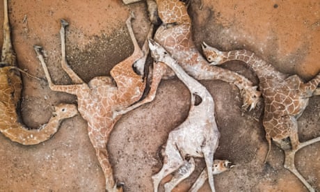 The bodies of six giraffes lie on the outskirts of Eyrib village in Sabuli wildlife conservancy, Wajir county.