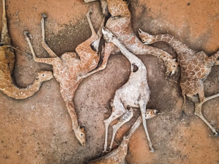 In this aerial view, the bodies of six giraffes lie on the outskirts of Eyrib village in Sabuli Wildlife Conservancy on December 10, 2021 in Wajir County, Kenya. The giraffes, weak from lack of food and water, died after they got stuck in mud as they tired to drink from a nearly dried up reservoir nearby. They were moved to this location to prevent contamination of the reservoir water. A prolonged drought in the country’s north east has created food and water shortages, pushing pastoralist communities and their livestock to the brink. The area has received less than a third of normal rainfall since September