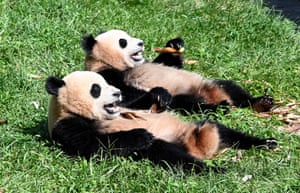 Aba, China. Pandas gigantes relaxam na base de Shenshuping no Centro de Conservação e Pesquisa do Panda Gigante da China na reserva natural nacional de Wolong no Tibete e na prefeitura autônoma de Qiang