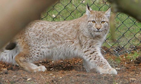 Lynx on the loose after breaking out of Dartmoor zoo | Animals | The  Guardian