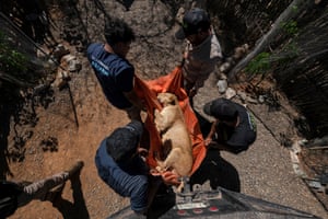 Four people lift a sleeping lioness in an orange sheet
